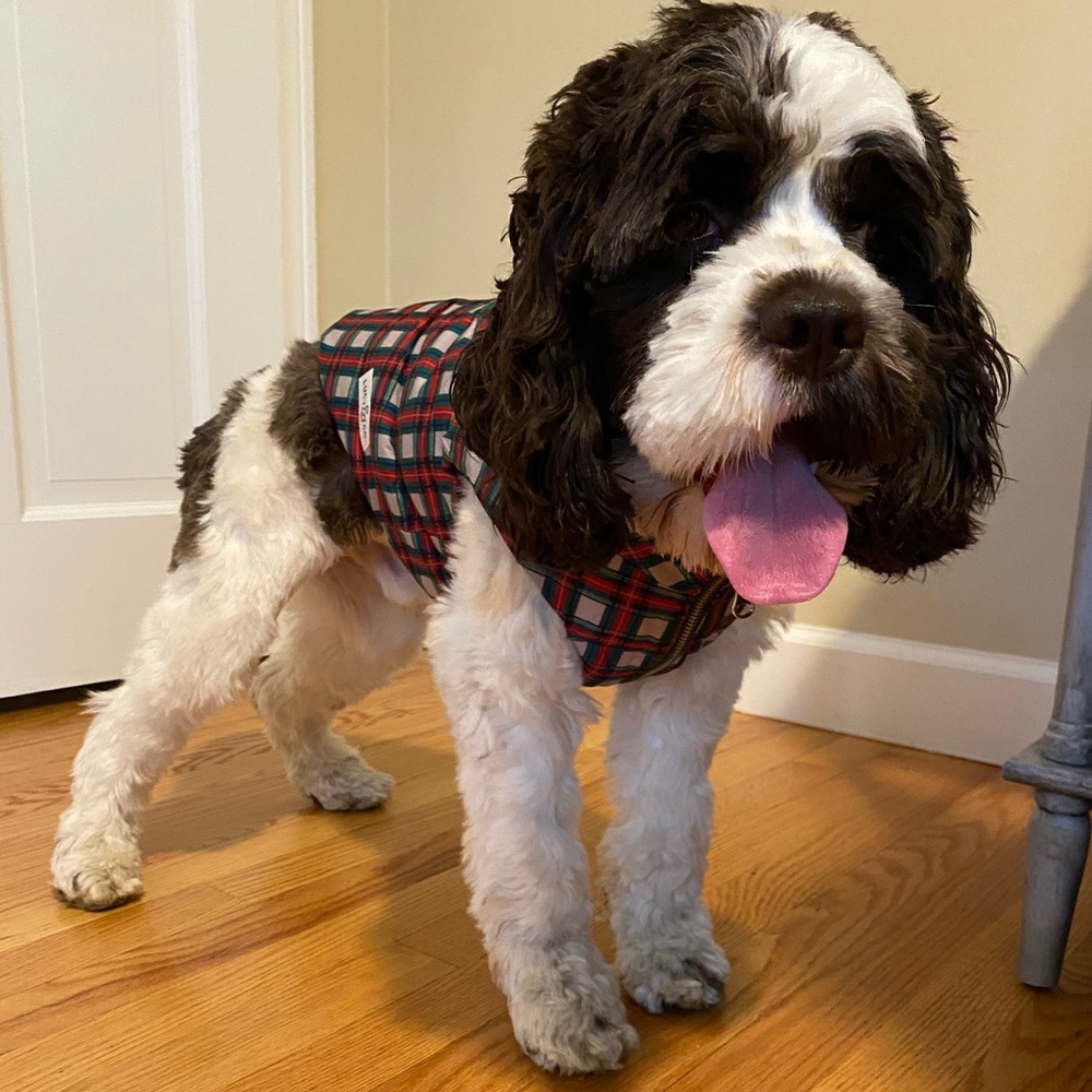 Lucy & Co. Reversible Holiday Dog Vest